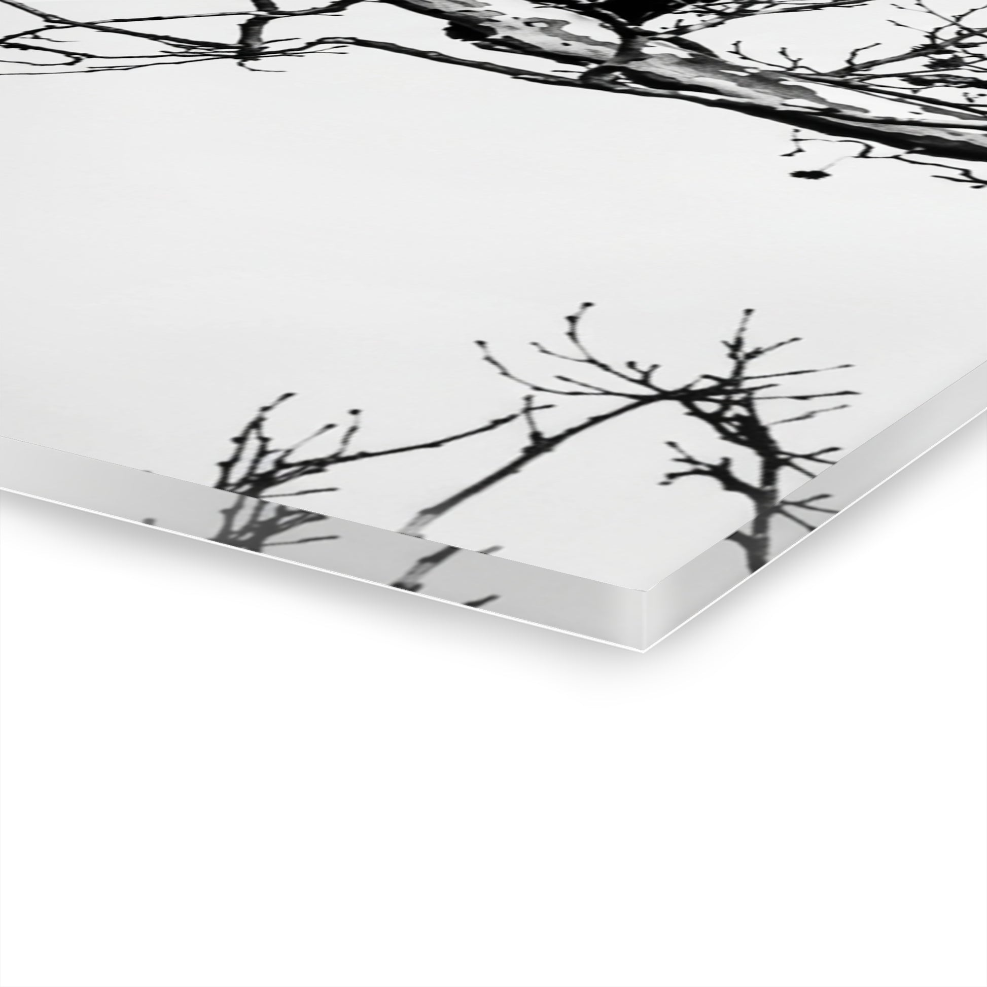 Black & White Buzzards Silhouette Acrylic Print — Modern Minimalist Wall Art - - Home Decor