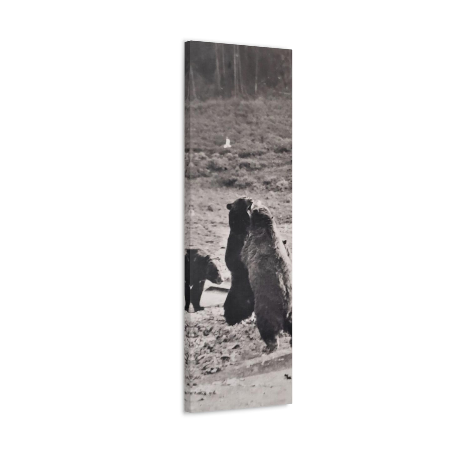 Yellowstone Grizzly Bears Canvas Gallery Wraps