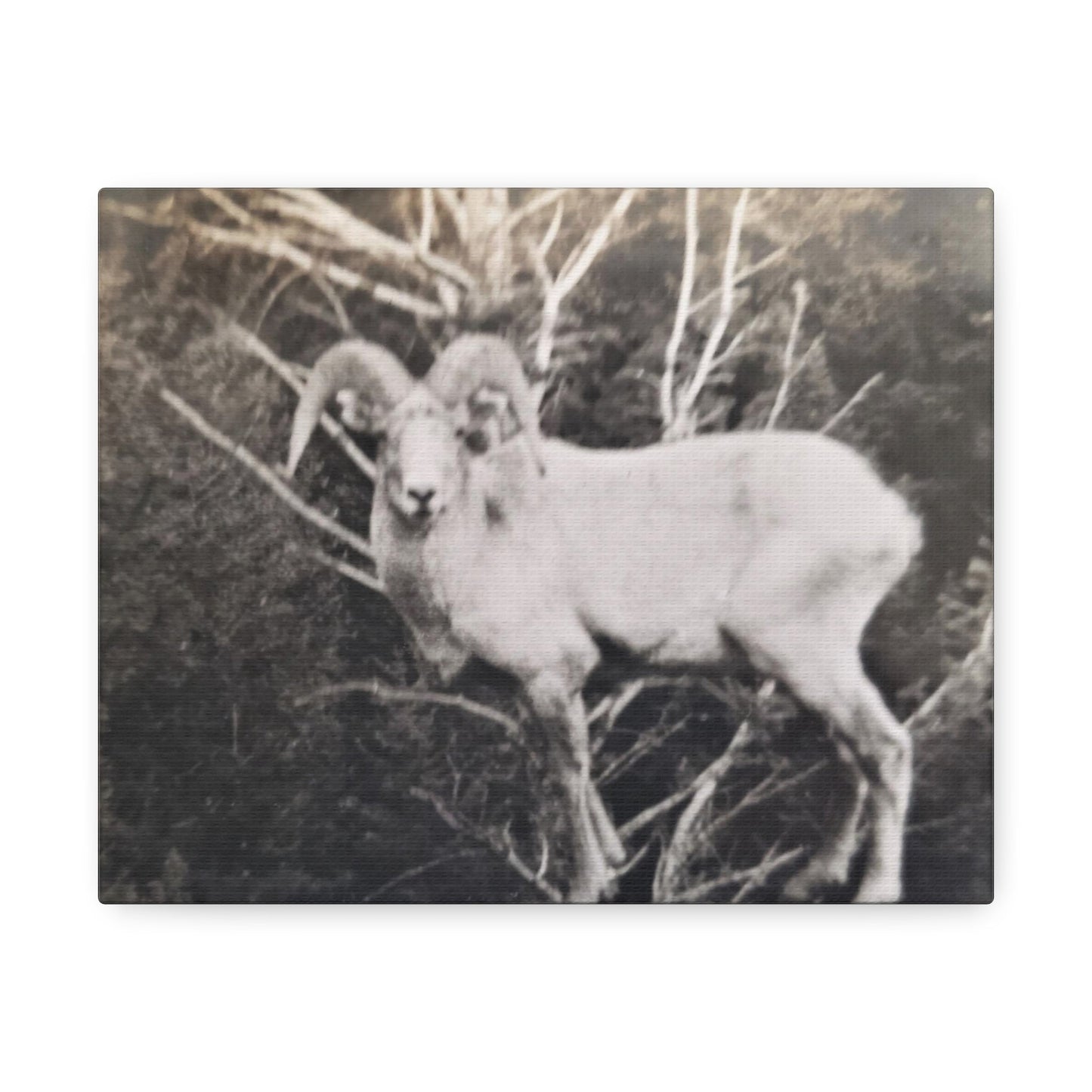 Yellowstone Big Horn Sheep Stretched Canvas