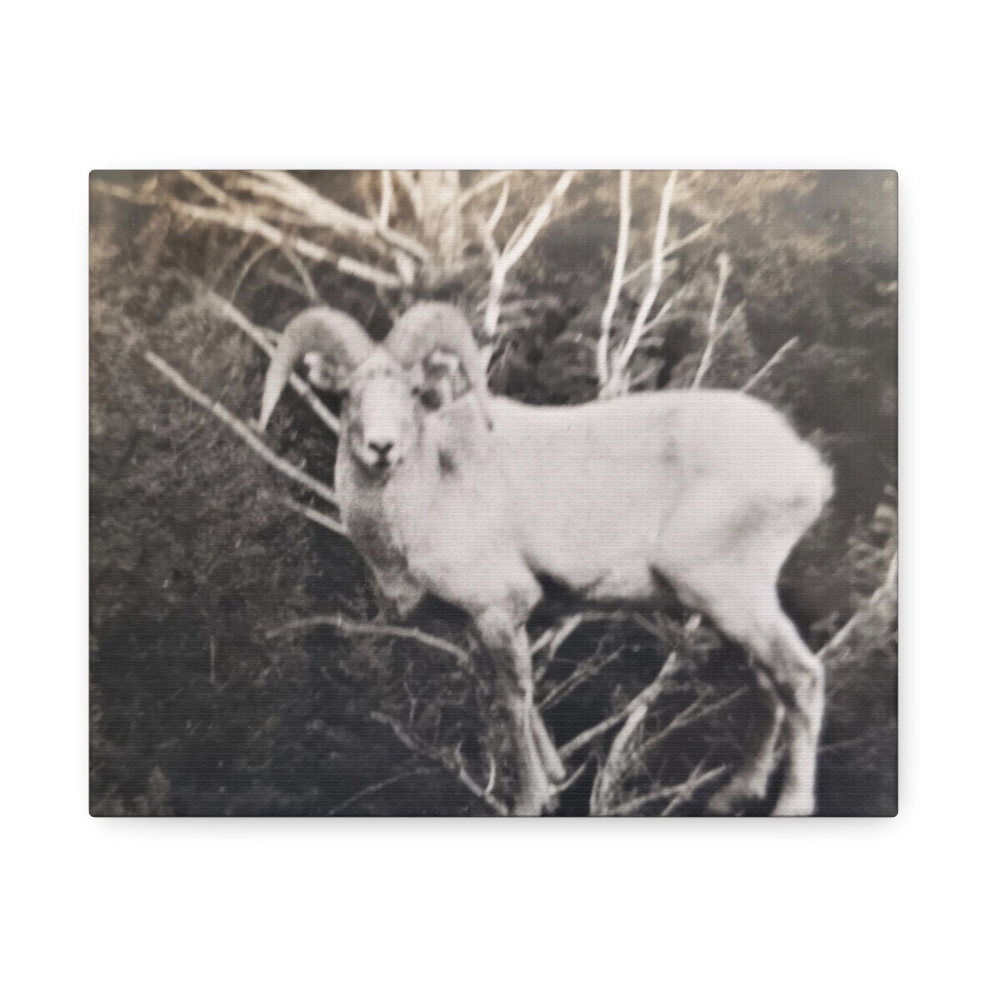 Yellowstone Big Horn Sheep Stretched Canvas