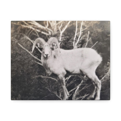 Yellowstone Big Horn Sheep Stretched Canvas