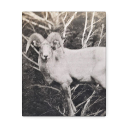 Yellowstone Big Horn Sheep Stretched Canvas