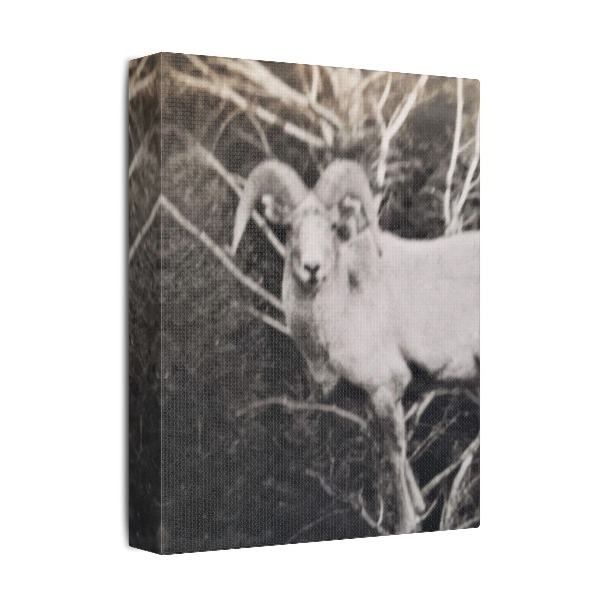 Yellowstone Big Horn Sheep Satin Canvas Stretched