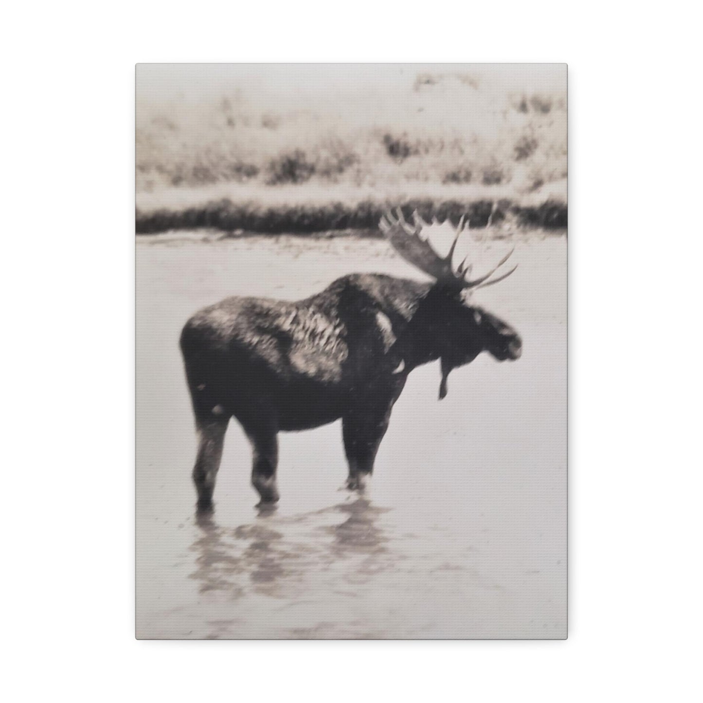 Yellowstone Bull Moose Stretched Canvas