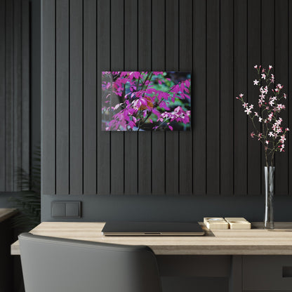 Fall Red Acrylic Prints 18″ x 12″ (Horizontal) Glossy
