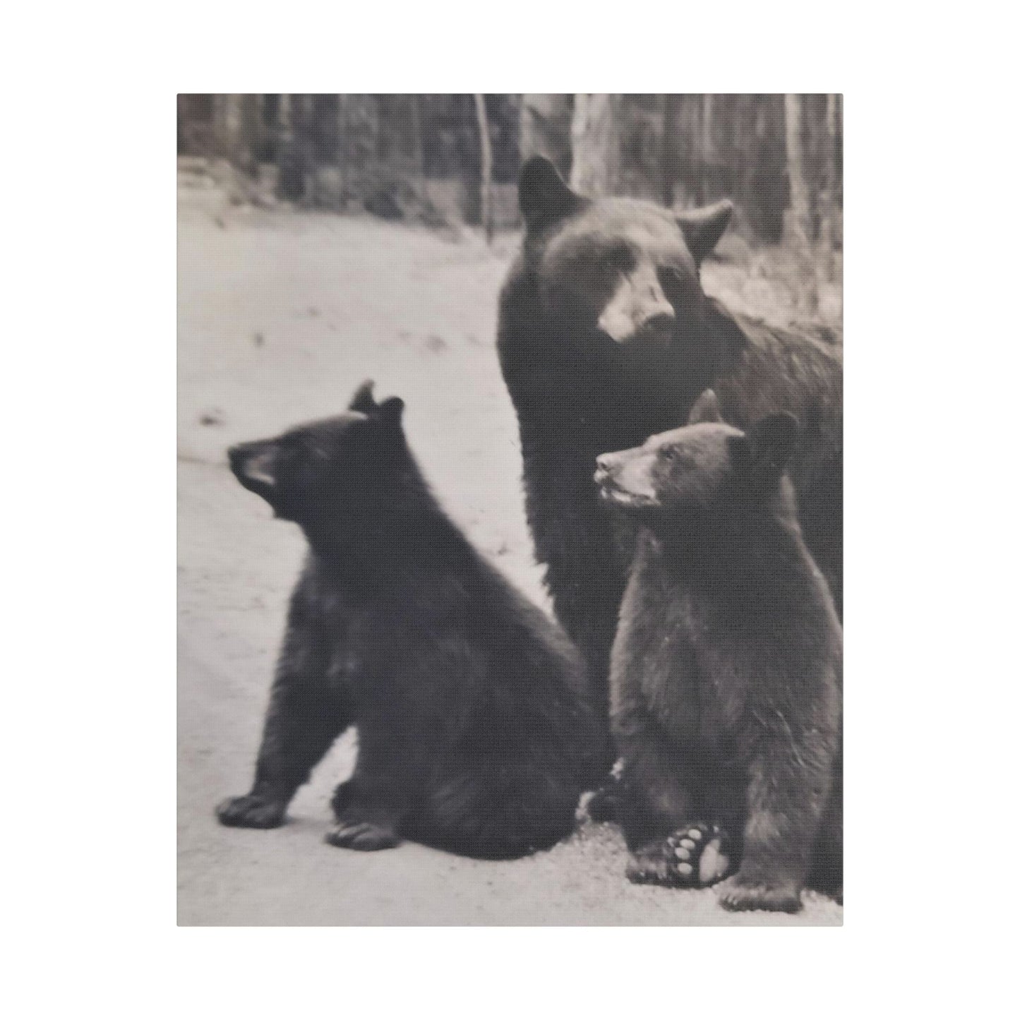 Yellowstone Black Bears Satin Canvas, Stretched