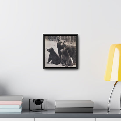 Yellowstone Black Bears Gallery Canvas Wraps Square Frame 10″ x 10″ Premium Gallery Wraps (1.25″) Black