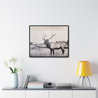 Yellowstone Bull Elk Gallery Canvas Wraps Horizontal Frame 30″ x 24″ Black Premium Gallery Wraps (1.25″)