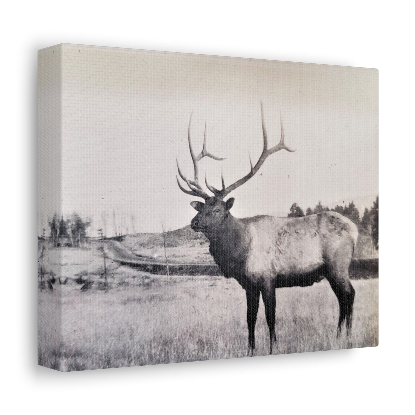 Yellowstone Bull Elk Stretched Canvas