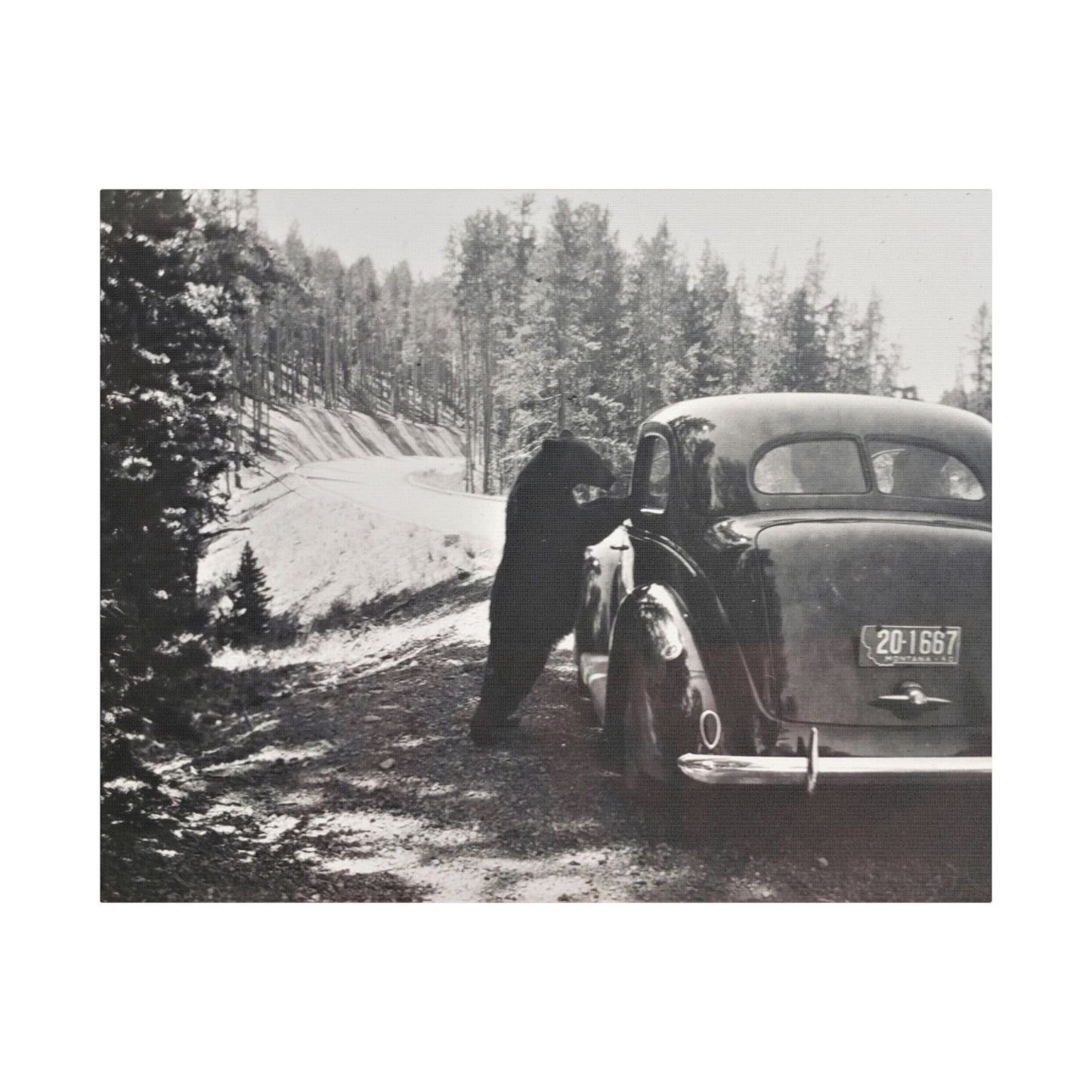Yellowstone Bear Car Satin Canvas Stretched