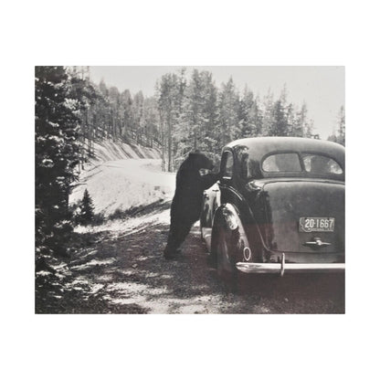Yellowstone Bear Car Satin Canvas Stretched