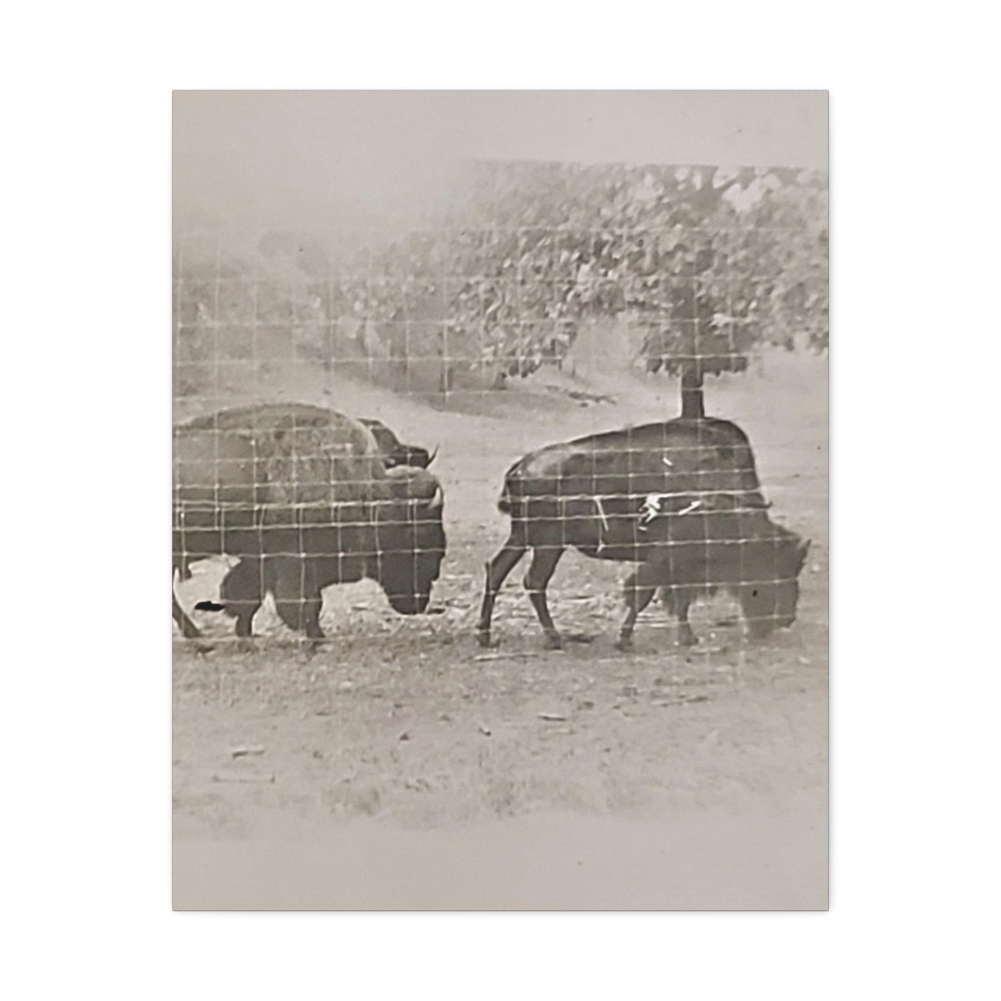 Buffalo at Redwood Falls Stretched Canvas