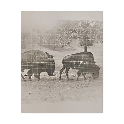 Buffalo at Redwood Falls Stretched Canvas