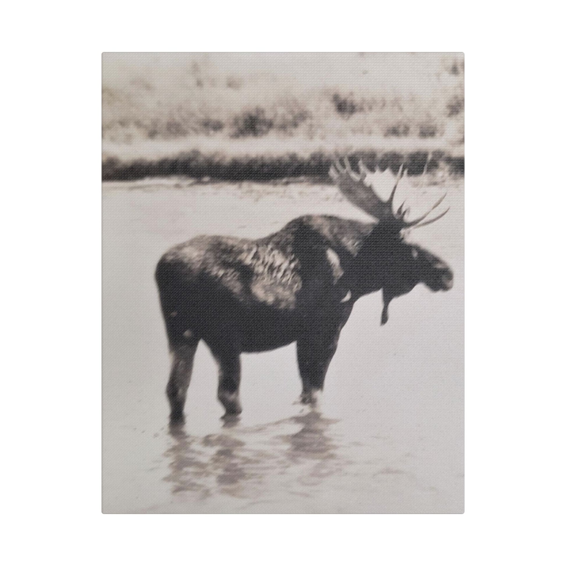 Yellowstone Bull Moose Satin Canvas Stretched