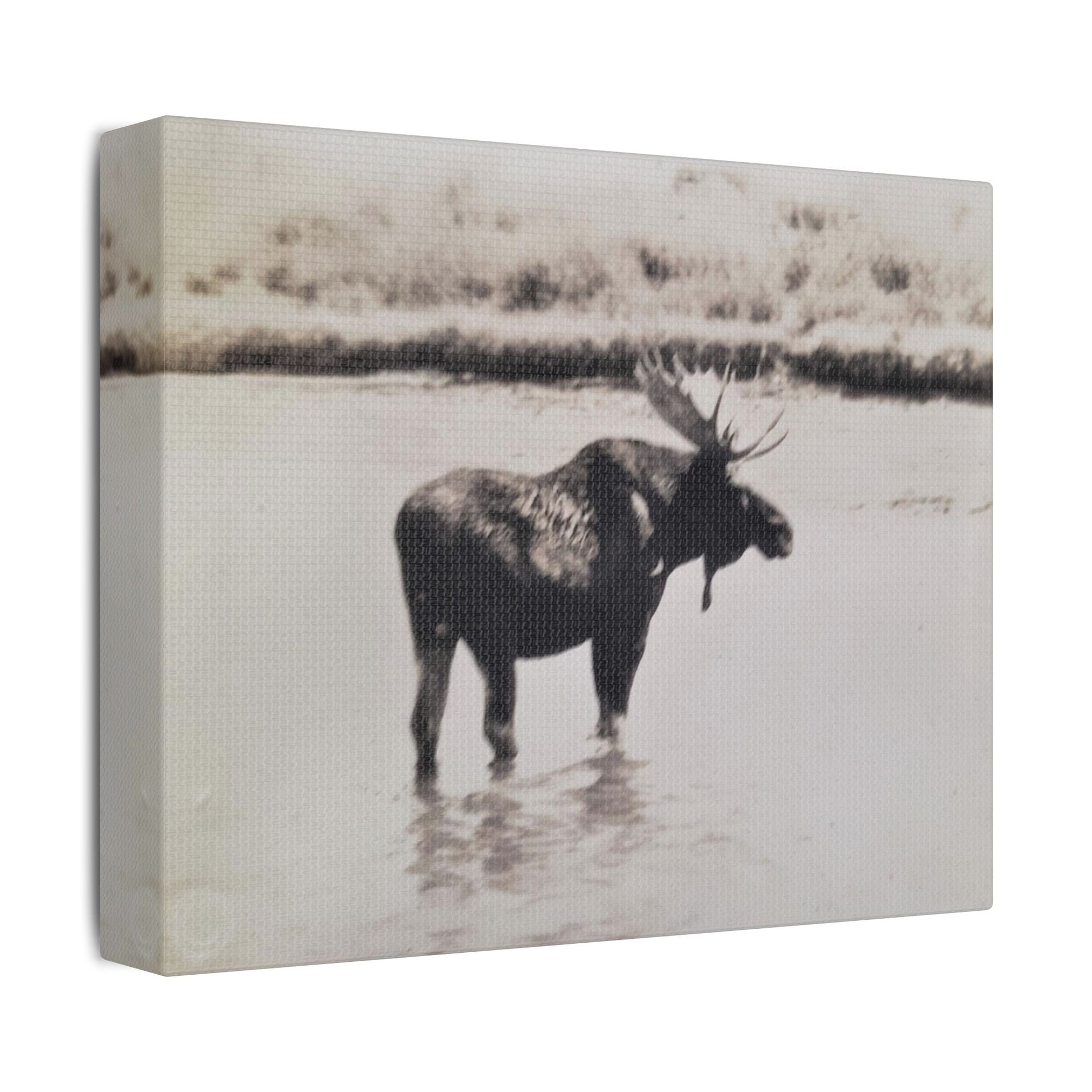 Yellowstone Bull Moose Satin Canvas Stretched