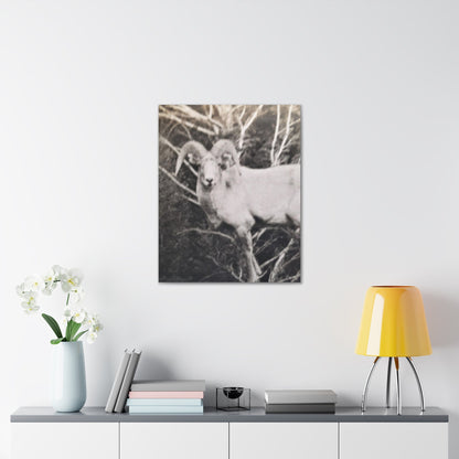 Yellowstone Big Horn Sheep Canvas Gallery Wraps 24″ x 30″ 1.25"