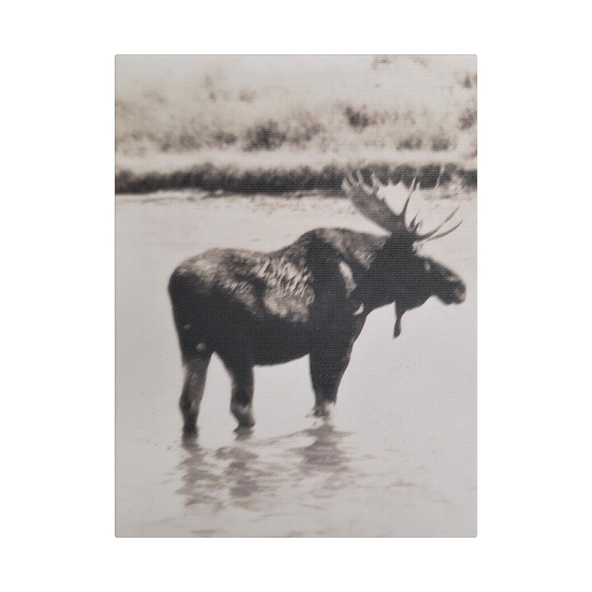 Yellowstone Bull Moose Satin Canvas Stretched