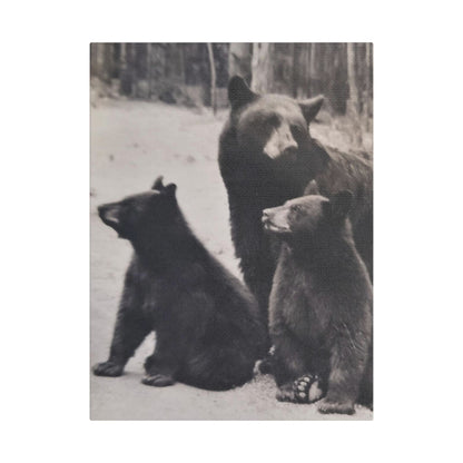 Yellowstone Black Bears Satin Canvas Stretched