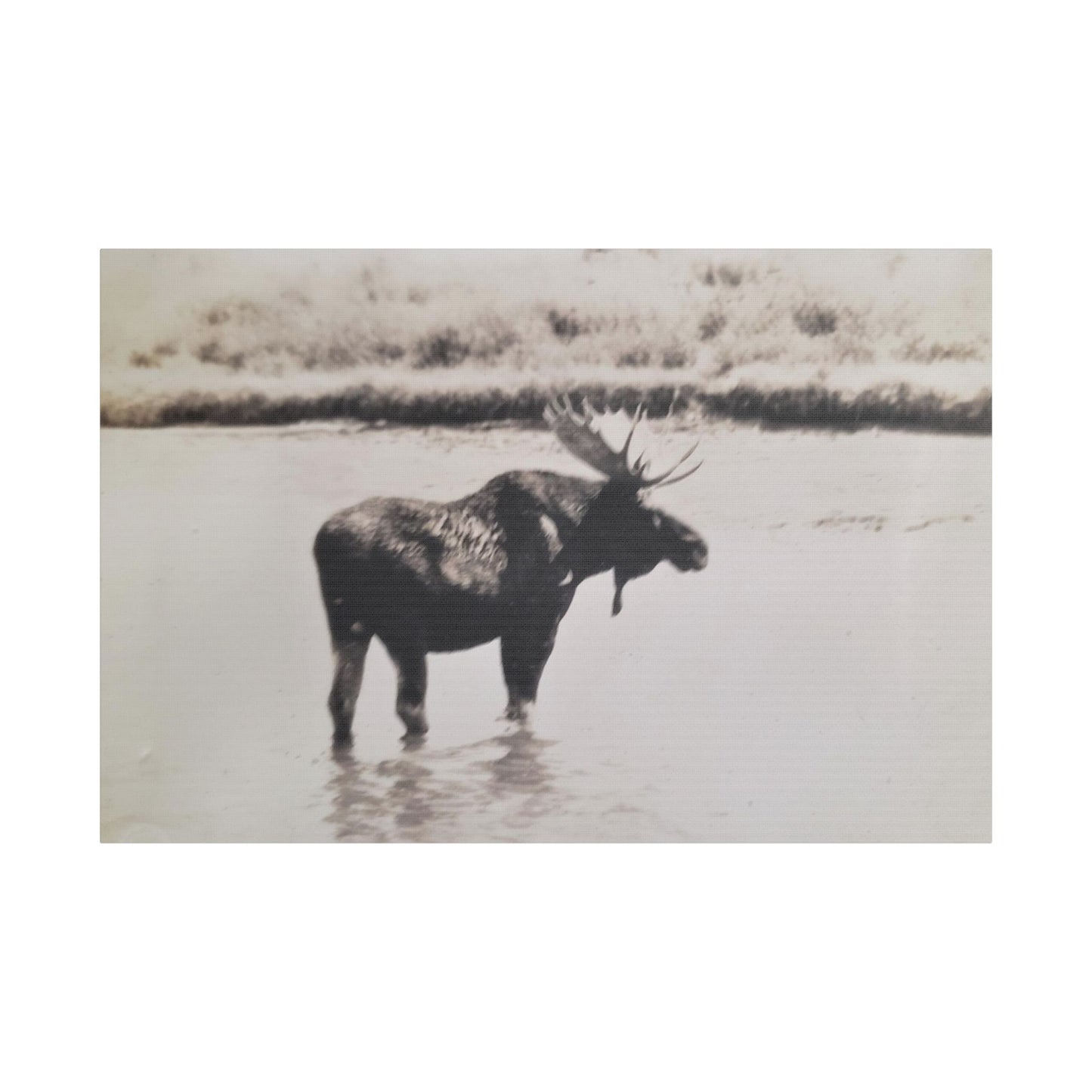 Yellowstone Bull Moose Satin Canvas Stretched