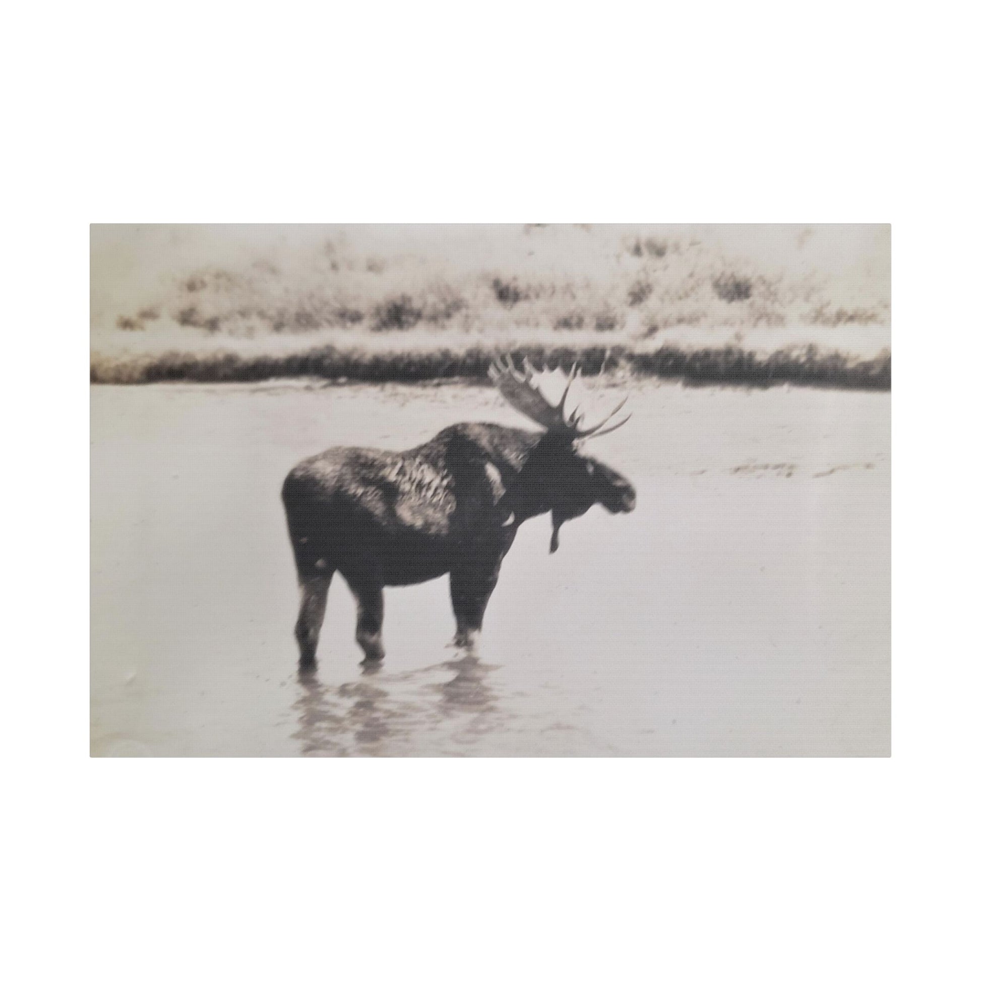 Yellowstone Bull Moose Satin Canvas Stretched