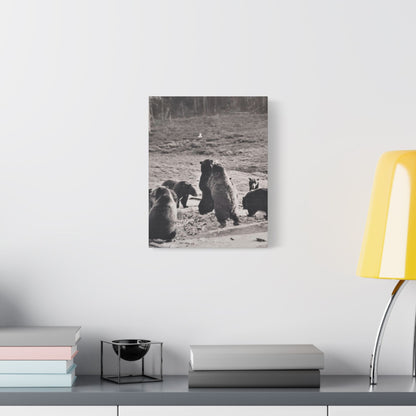 Yellowstone Grizzly Bears Satin Canvas Stretched 11″ x 14″ (Vertical) 1.5"