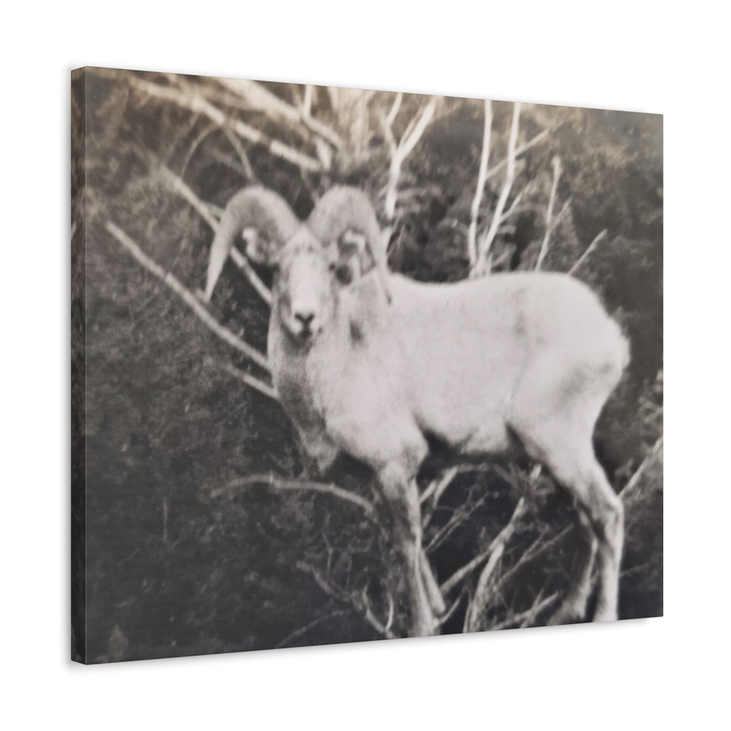 Yellowstone Big Horn Sheep Stretched Canvas