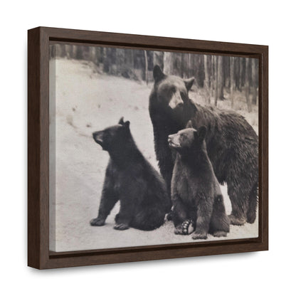 Yellowstone Black Bears Gallery Canvas Wraps