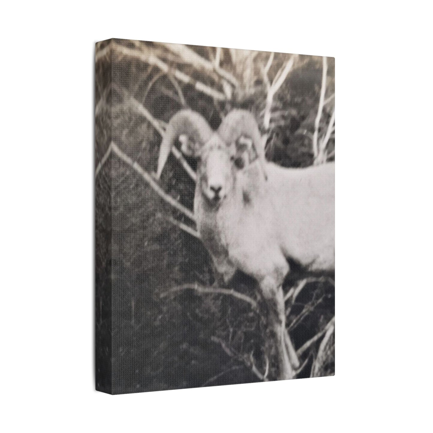 Yellowstone Big Horn Sheep Satin Canvas Stretched