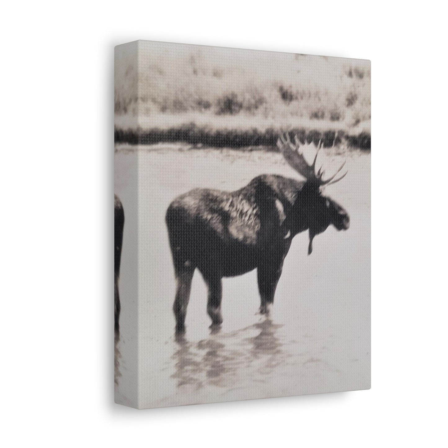 Yellowstone Bull Moose Stretched Canvas