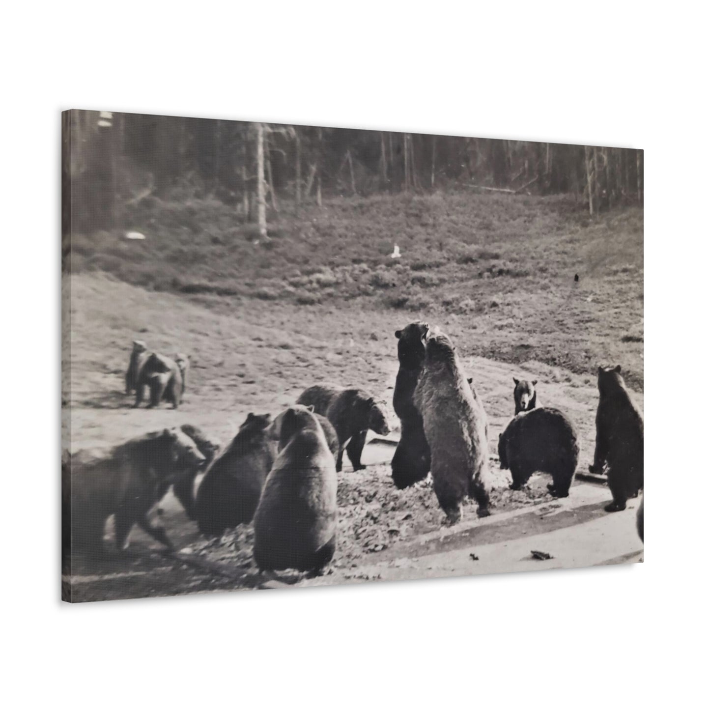 Yellowstone Grizzly Bears Canvas Gallery Wraps