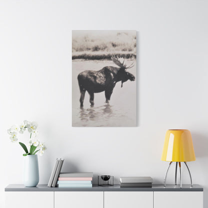 Yellowstone Bull Moose Satin Canvas Stretched 24″ x 36″ (Vertical) 1.5"