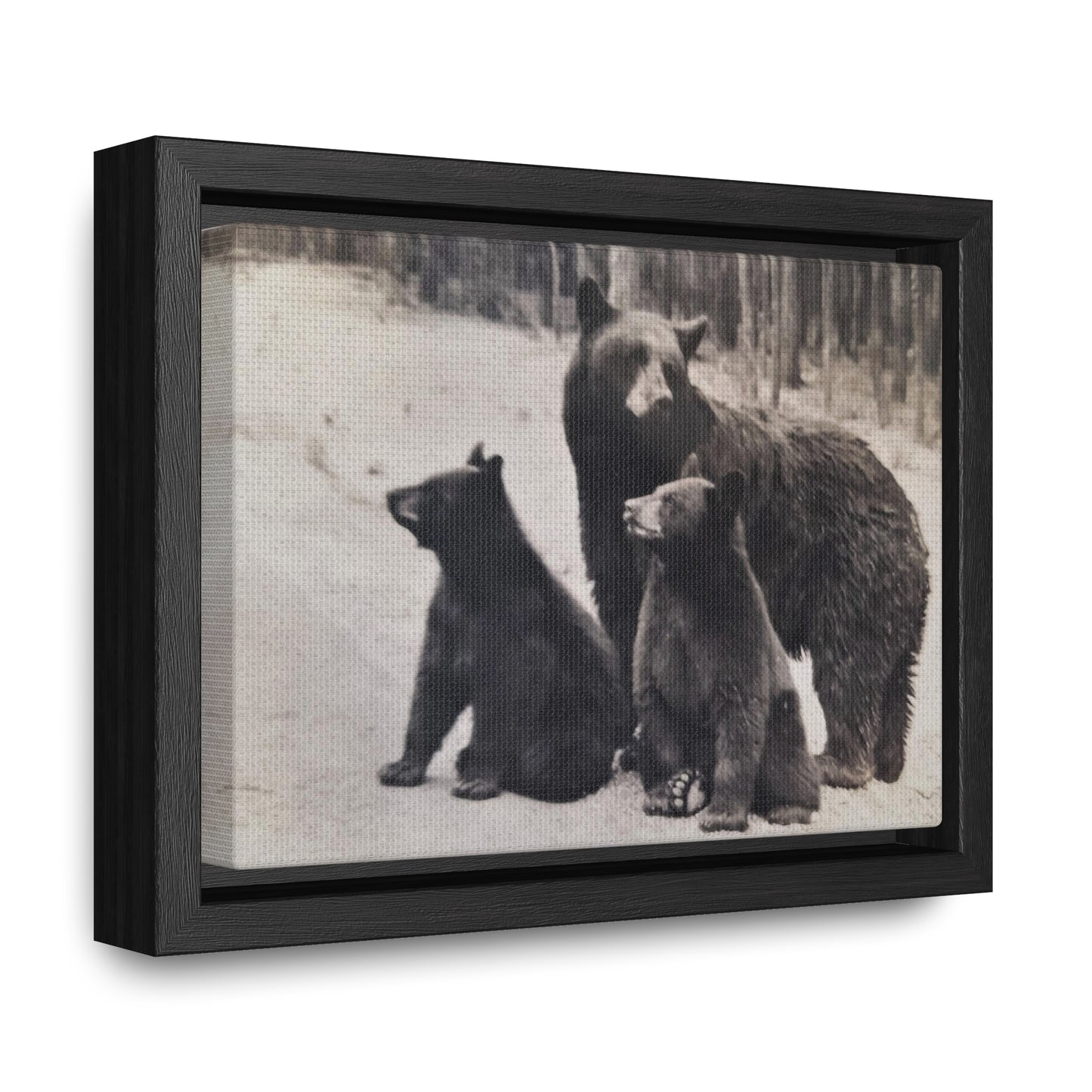 Yellowstone Black Bears Gallery Canvas Wraps, Horizontal Frame