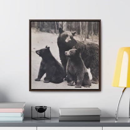 Yellowstone Black Bears Gallery Canvas Wraps Square Frame 20″ x 20″ Premium Gallery Wraps (1.25″) Walnut