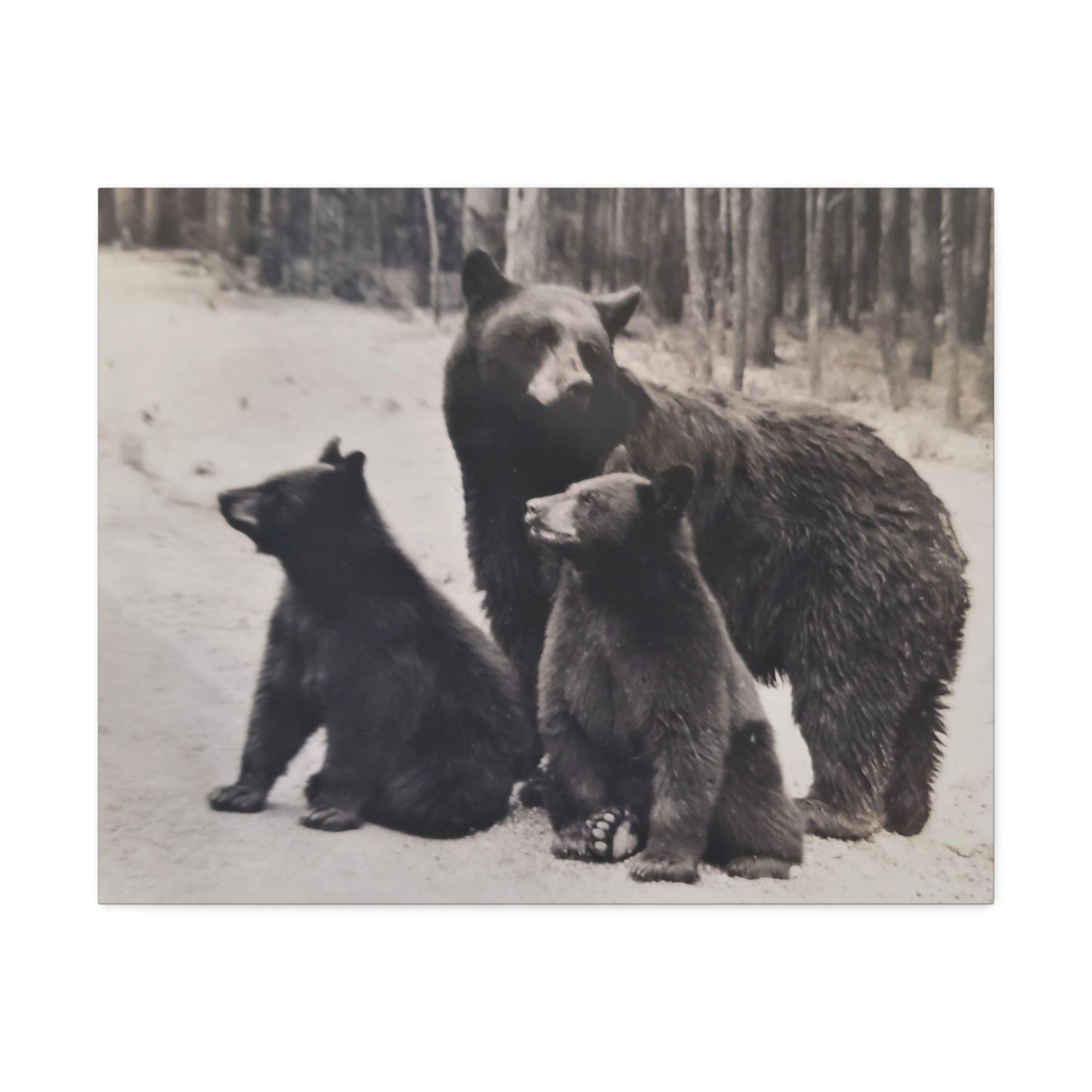 Yellowstone Black Bears Stretched Canvas