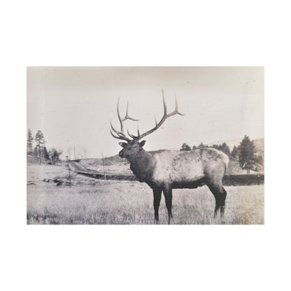 Yellowstone Bull Elk Satin Canvas Stretched