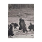 Yellowstone Grizzly Bears Satin Canvas, Stretched 12″ x 16″ (Vertical) 1.5"