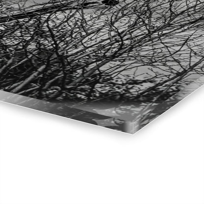 Black & White Buzzards in Winter Trees French Cleat Hanging - - Home Decor