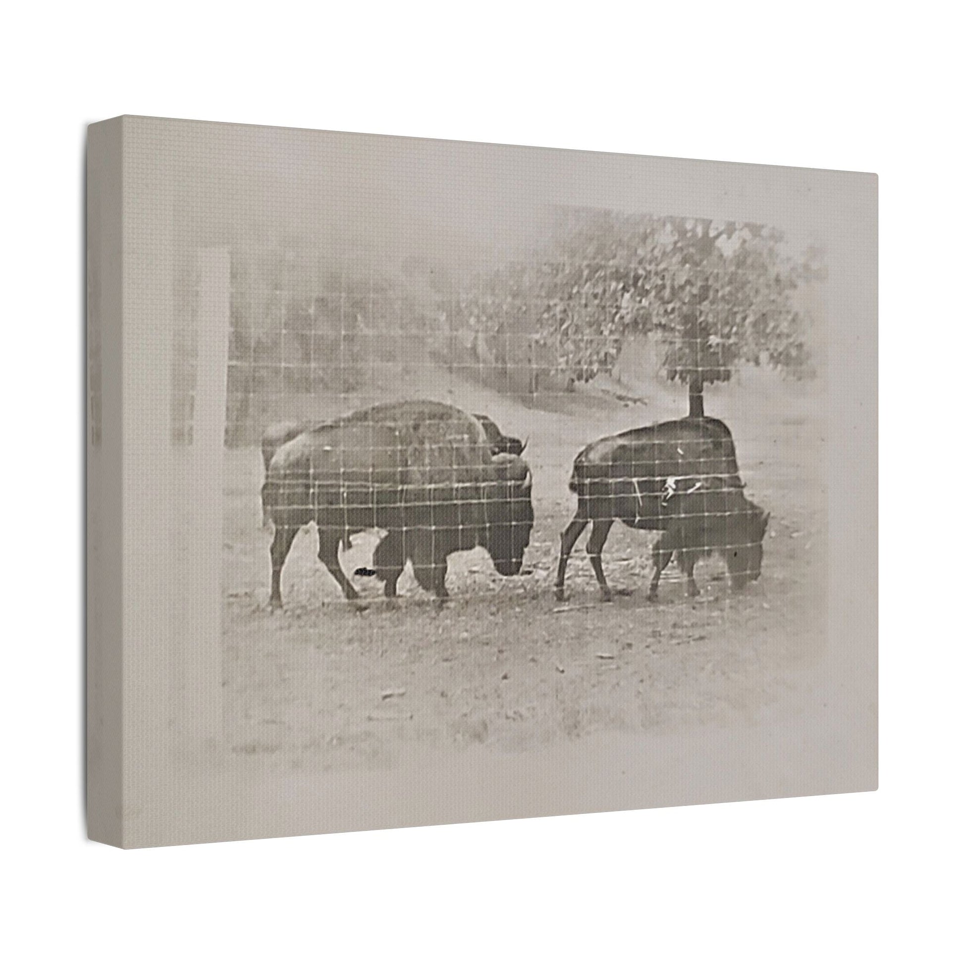 Buffalo at Redwood Falls Satin Canvas Stretched