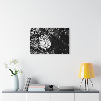Black & White Turtle Macro Acrylic Print — Modern Nature Wall Art French Cleat Hanging - - Home Decor