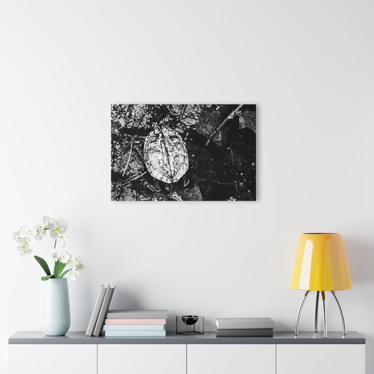 Black & White Turtle Macro Acrylic Print — Modern Nature Wall Art French Cleat Hanging - - Home Decor