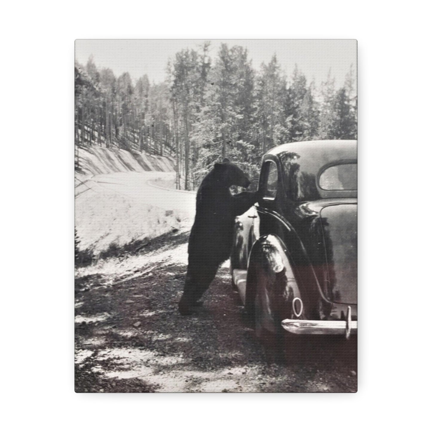 Yellowstone Bear Car Stretched Canvas