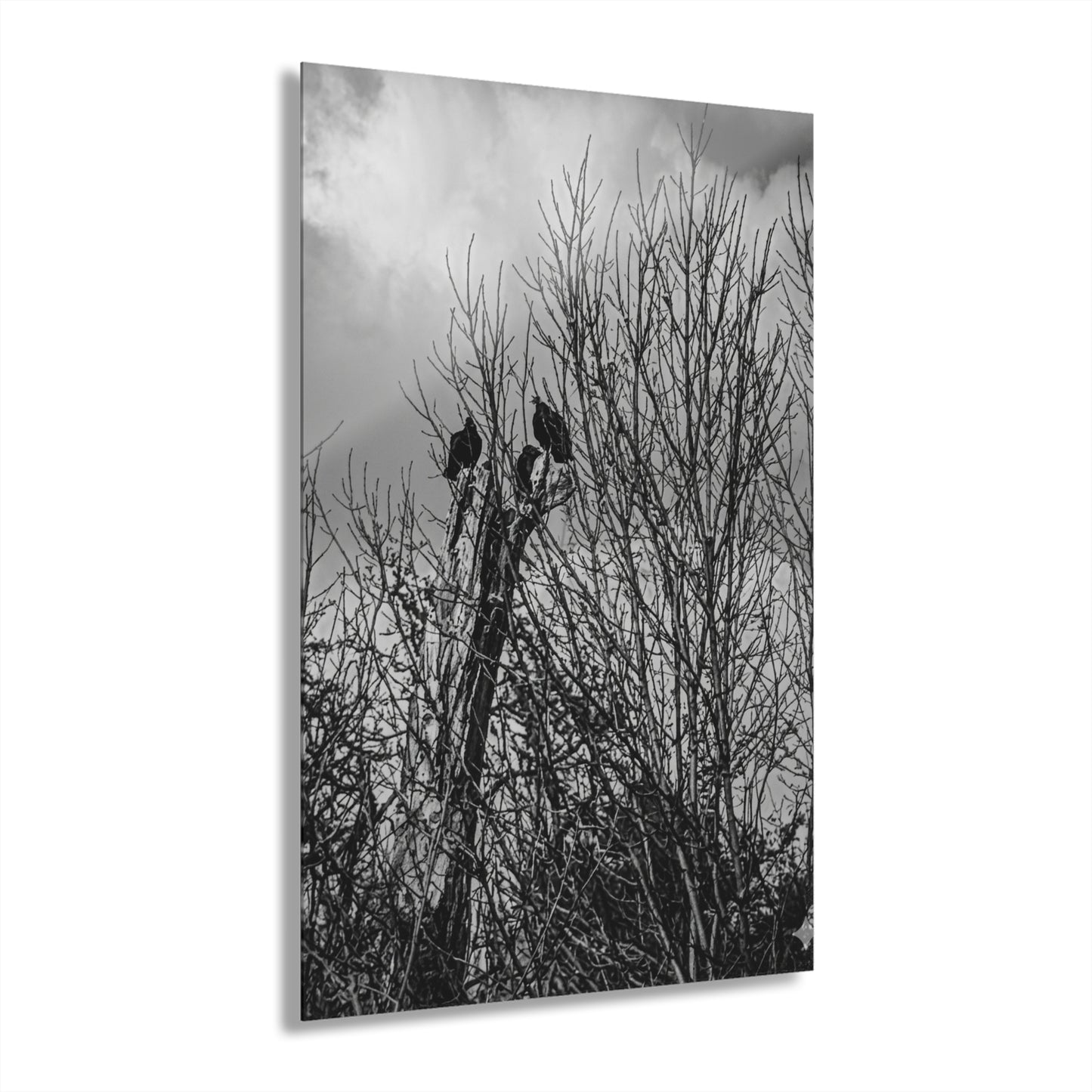 Black & White Buzzards in Winter Trees French Cleat Hanging - - Home Decor