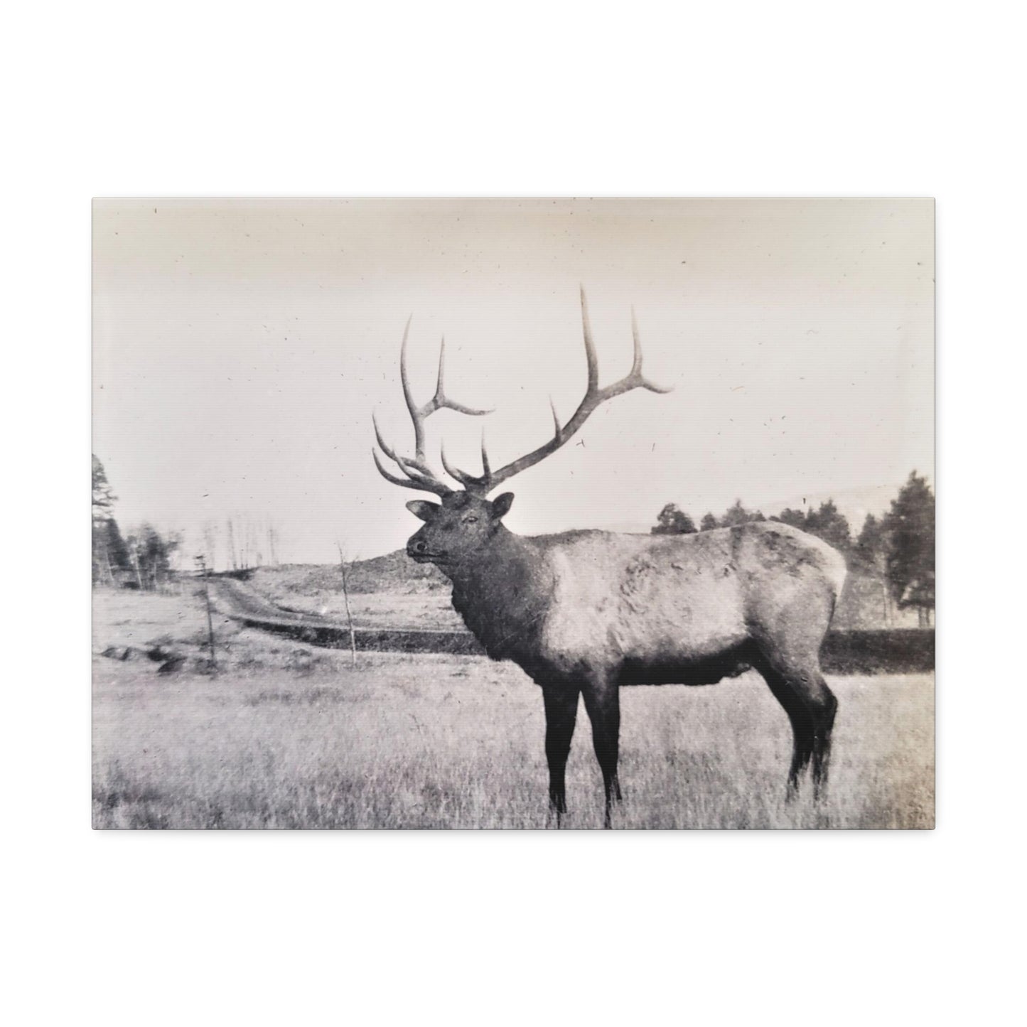 Yellowstone Bull Elk Stretched Canvas