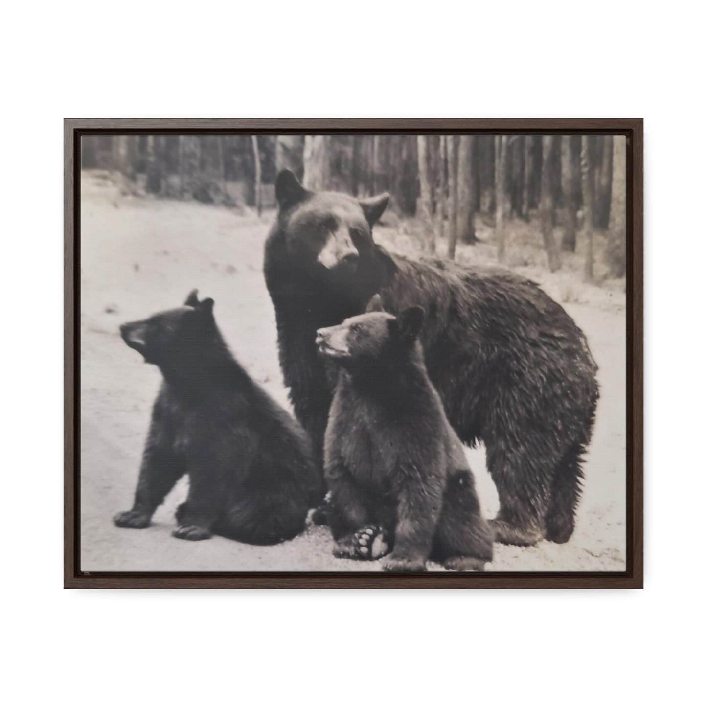 Yellowstone Black Bears Gallery Canvas Wraps, Horizontal Frame