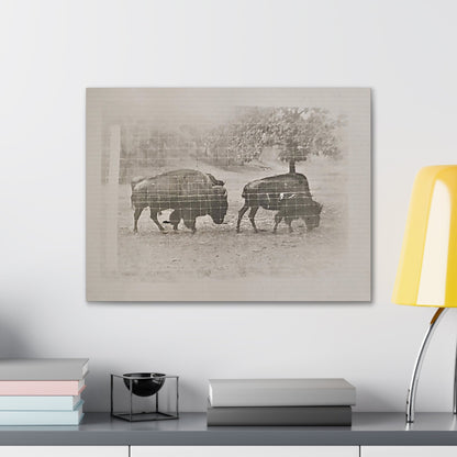 Buffalo at Redwood Falls Canvas Gallery Wraps 24″ x 18″ 1.25"