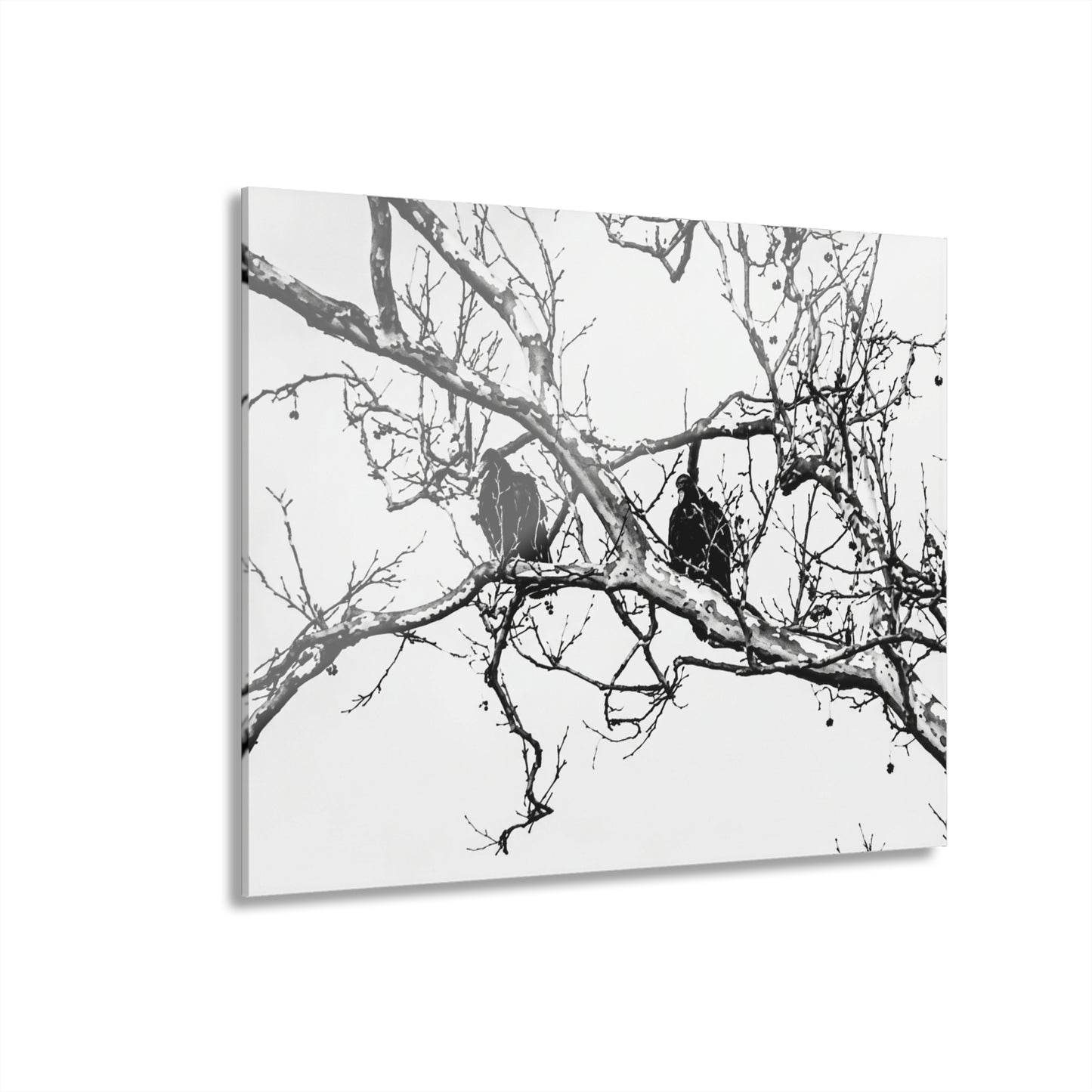 Black & White Buzzards Silhouette Acrylic Print — Modern Minimalist Wall Art - - Home Decor