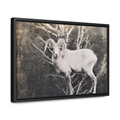 Yellowstone Big Horn Sheep Gallery Canvas Wraps, Horizontal Frame