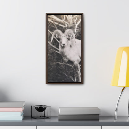 Yellowstone Big Horn Sheep Gallery Canvas Wraps Vertical Frame 10″ x 20″ Premium Gallery Wraps (1.25″) Walnut