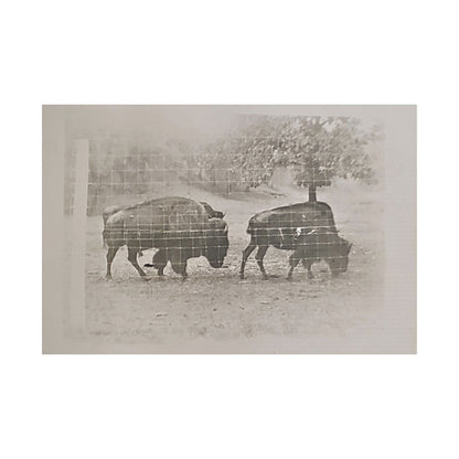 Buffalo at Redwood Falls Satin Canvas Stretched
