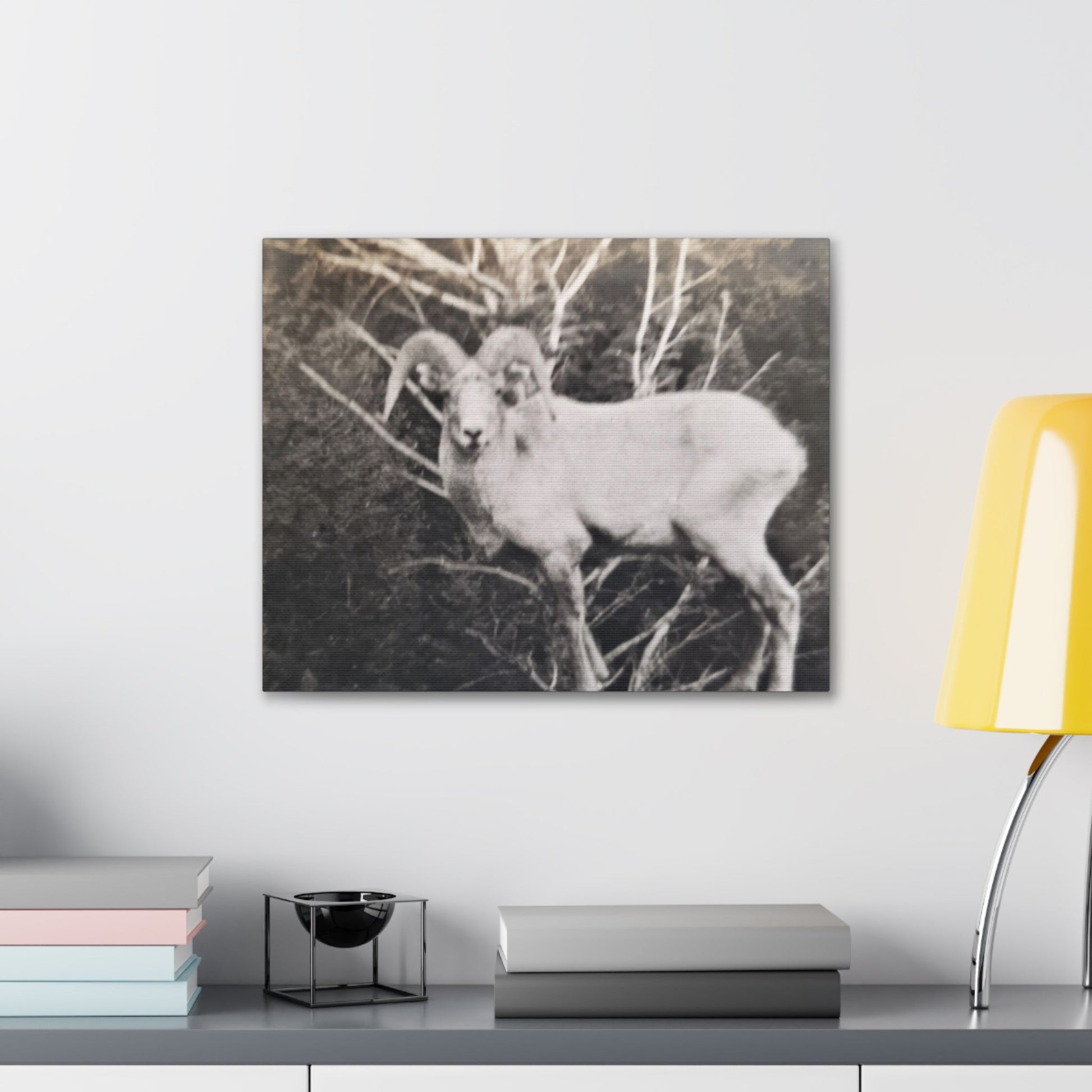 Yellowstone Big Horn Sheep Canvas Gallery Wraps - 20″ x 16″ 1.25" - Canvas